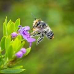 Megachile (Eutricharaea) maculariformis at Ainslie, ACT - suppressed