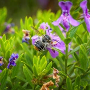 Megachile (Eutricharaea) maculariformis at Ainslie, ACT - suppressed