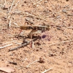 Gastrimargus musicus (Yellow-winged Locust or Grasshopper) at Hawker, ACT - 28 Feb 2024 by AlisonMilton