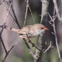 Malurus cyaneus (Superb Fairywren) at The Pinnacle - 28 Feb 2024 by AlisonMilton