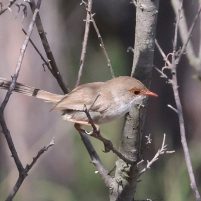 Malurus cyaneus (Superb Fairywren) at The Pinnacle - 27 Feb 2024 by AlisonMilton