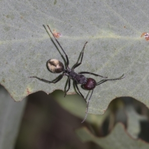 Camponotus suffusus at The Pinnacle - 28 Feb 2024