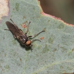 Unidentified True fly (Diptera) at Hawker, ACT - 28 Feb 2024 by AlisonMilton