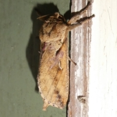Elhamma australasiae (A Swift or Ghost moth (Hepialidae)) at QPRC LGA - 12 Feb 2024 by arjay