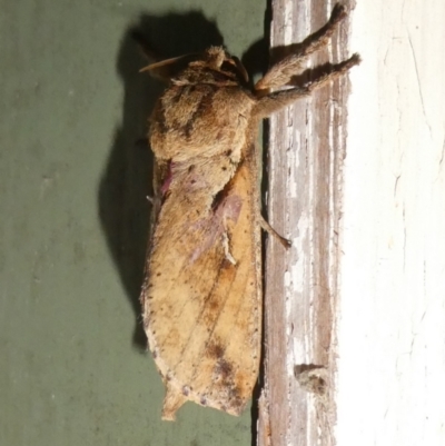 Elhamma australasiae (A Swift or Ghost moth (Hepialidae)) at QPRC LGA - 12 Feb 2024 by arjay