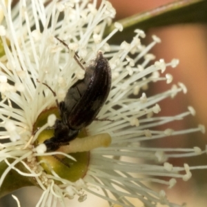 Scarabaeidae (family) at The Pinnacle - 28 Feb 2024