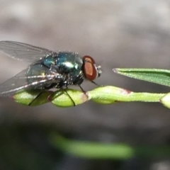 Calliphoridae (family) (Unidentified blowfly) at Charleys Forest, NSW - 11 Feb 2024 by arjay