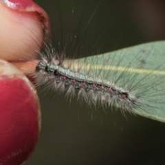 Anestia (genus) (A tiger moth) at Hawker, ACT - 28 Feb 2024 by AlisonMilton