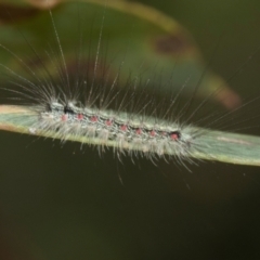 Anestia (genus) at The Pinnacle - 28 Feb 2024 11:01 AM