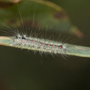 Anestia (genus) at The Pinnacle - 28 Feb 2024 11:01 AM