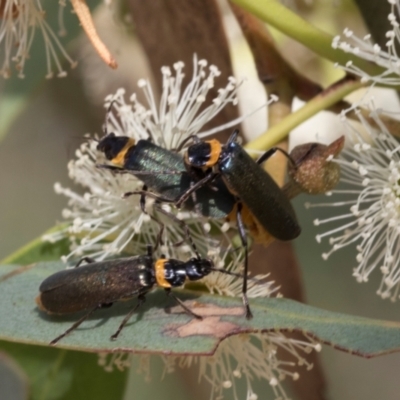 Chauliognathus lugubris (Plague Soldier Beetle) at The Pinnacle - 28 Feb 2024 by AlisonMilton