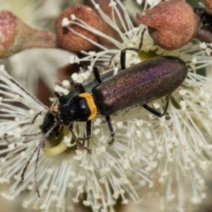 Chauliognathus lugubris at The Pinnacle - 28 Feb 2024