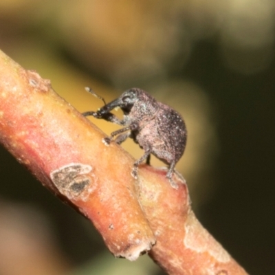 Cryptoplini sp. (tribe) (Weevil) at The Pinnacle - 28 Feb 2024 by AlisonMilton