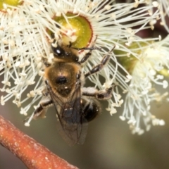 Leioproctus sp. (genus) (Plaster bee) at Hawker, ACT - 28 Feb 2024 by AlisonMilton