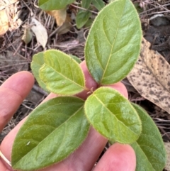 Viburnum tinus (Laurustinus) at Cook, ACT - 3 Mar 2024 by lbradley