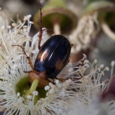 Phyllotocus bimaculatus (Nectar scarab) at Hawker, ACT - 28 Feb 2024 by AlisonMilton