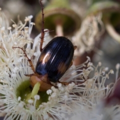 Phyllotocus bimaculatus (Nectar scarab) at The Pinnacle - 28 Feb 2024 by AlisonMilton