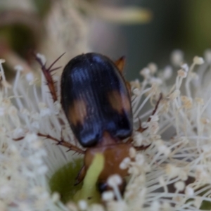 Phyllotocus bimaculatus at The Pinnacle - 28 Feb 2024