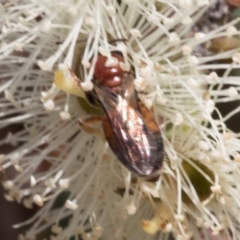 Euryglossa adelaidae (A native bee) at Hawker, ACT - 28 Feb 2024 by AlisonMilton