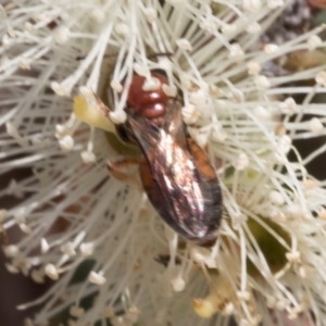 Euryglossa adelaidae at The Pinnacle - 28 Feb 2024