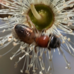 Euryglossa adelaidae at The Pinnacle - 28 Feb 2024