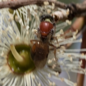 Euryglossa adelaidae at The Pinnacle - 28 Feb 2024