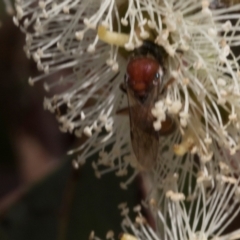 Euryglossa adelaidae at The Pinnacle - 28 Feb 2024 11:19 AM