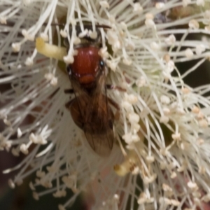 Euryglossa adelaidae at The Pinnacle - 28 Feb 2024