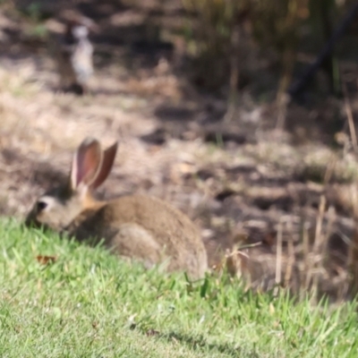 Oryctolagus cuniculus (European Rabbit) at Smithton, TAS - 10 Feb 2024 by AlisonMilton