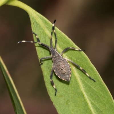 Gelonus tasmanicus (Leaf-footed bug) at Smithton, TAS - 10 Feb 2024 by AlisonMilton