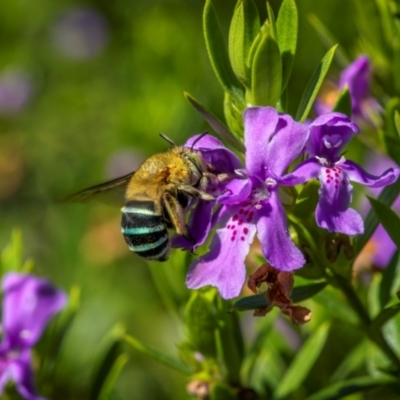 Amegilla (Zonamegilla) asserta (Blue Banded Bee) at Ainslie, ACT - 3 Mar 2024 by trevsci