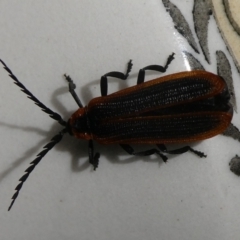 Achras limbatum (A net-winged beetle) at QPRC LGA - 8 Feb 2024 by arjay