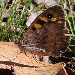 Geitoneura klugii (Marbled Xenica) at QPRC LGA - 3 Mar 2024 by MatthewFrawley