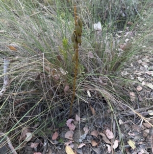 Dipodium roseum at Cook, ACT - 3 Mar 2024