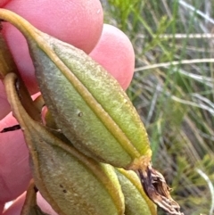 Dipodium roseum at Cook, ACT - 3 Mar 2024