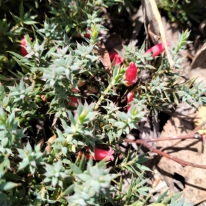 Styphelia humifusum at QPRC LGA - 11 Feb 2024