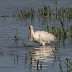 Platalea flavipes (Yellow-billed Spoonbill) at Jerrabomberra Wetlands - 2 Mar 2024 by rawshorty