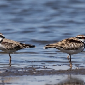 Charadrius melanops at Jerrabomberra Wetlands - 3 Mar 2024 11:31 AM