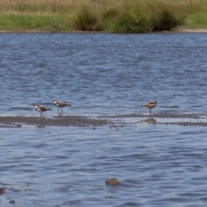 Charadrius melanops at Jerrabomberra Wetlands - 3 Mar 2024 11:31 AM