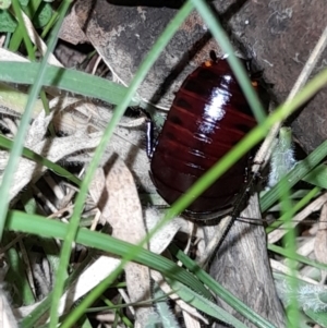 Platyzosteria similis at Namadgi National Park - 2 Mar 2024