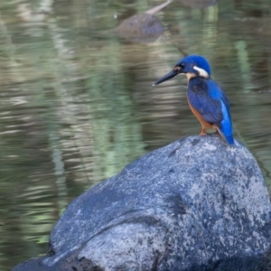 Ceyx azureus at Cotter Reserve - 1 Mar 2024