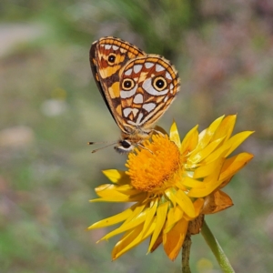 Oreixenica lathoniella at QPRC LGA - 3 Mar 2024 11:27 AM