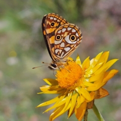 Oreixenica lathoniella at QPRC LGA - 3 Mar 2024