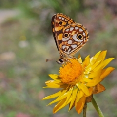 Oreixenica lathoniella at QPRC LGA - 3 Mar 2024