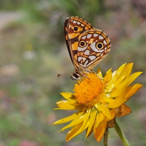 Oreixenica lathoniella at QPRC LGA - 3 Mar 2024