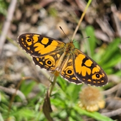 Oreixenica lathoniella at QPRC LGA - 3 Mar 2024