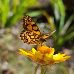 Oreixenica lathoniella at QPRC LGA - 3 Mar 2024 11:27 AM