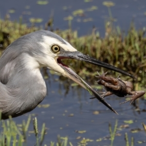 Egretta novaehollandiae at Jerrabomberra Wetlands - 1 Mar 2024