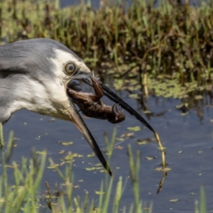 Egretta novaehollandiae at Jerrabomberra Wetlands - 1 Mar 2024 11:22 AM