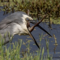 Egretta novaehollandiae at Jerrabomberra Wetlands - 1 Mar 2024